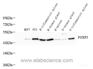 Western Blot analysis of various samples using FOXP3 Polyclonal Antibody at dilution of 1:800.