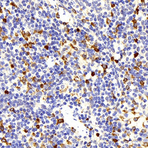 Immunohistochemistry analysis of paraffin-embedded mouse spleen using HMOX1 Polyclonal Antibody at dilution of 1:500.