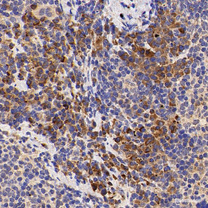 Immunohistochemistry analysis of paraffin-embedded mouse inflammatory spleen using IL2 Polyclonal Antibody at dilution of 1:500.