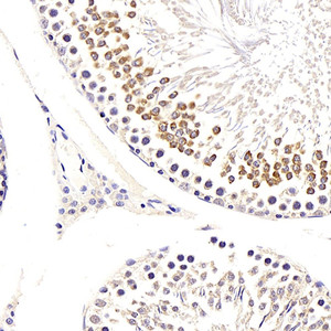 Immunohistochemistry analysis of paraffin-embedded rat testis using JAG1 Polyclonal Antibody at dilution of 1:200.