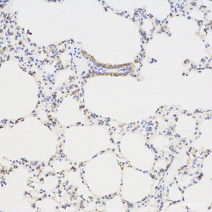 Immunohistochemistry analysis of paraffin-embedded mouse lung using TGFB1 Polyclonal Antibody at dilution of 1:300.