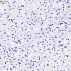 Immunohistochemistry analysis of paraffin-embedded human liver using MPO Polyclonal Antibody at dilution of 1:300.