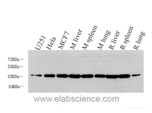 Western Blot analysis of various samples using BMP2 Polyclonal Antibody at dilution of 1:1000.