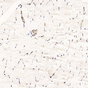 Immunohistochemistry analysis of paraffin-embedded Rat skeletal muscle using CD31 Monoclonal Antibody at dilution of 1:200.