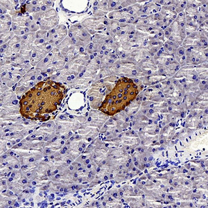 Immunohistochemistry analysis of paraffin-embedded mouse pancreas using Insulin Polyclonal Antibody at dilution of 1:300.