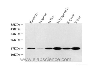 Western Blot analysis of various samples using Lysozyme Polyclonal Antibodyat dilution of 1:1000.