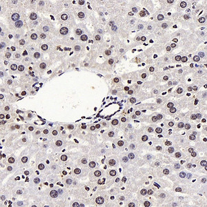 Immunohistochemistry analysis of paraffin-embedded mouse liver using LXR alpha Polyclonal Antibody at dilution of 1:400.