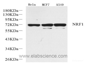 Western Blot analysis of various samples using NRF1 Polyclonal Antibody at dilution of 1:1000.