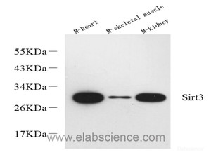 Western Blot analysis of various samples using SIRT3 Polyclonal Antibody at dilution of 1:600.