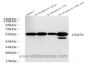 Western Blot analysis of various samples using PD-1/CD279 Polyclonal Antibody at dilution of 1:1000.