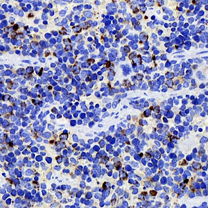 Immunohistochemistry analysis of paraffin-embedded mouse spleen using CD284 Monoclonal Antibody at dilution of 1:400.