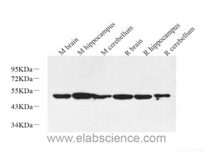 Western Blot analysis of various samples using RBFOX3 Polyclonal Antibody at dilution of 1:1000.