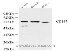 Western Blot analysis of various samples using BSG Polyclonal Antibody at dilution of 1:600.