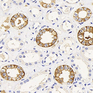 Immunohistochemistry analysis of paraffin-embedded human kidney using AQP3 Polyclonal Antibody at dilution of 1:300.