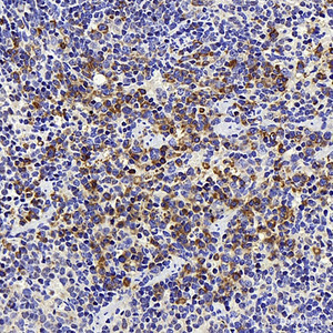 Immunohistochemistry analysis of paraffin-embedded mouse spleen using ATG7 Polyclonal Antibody at dilution of 1:300.
