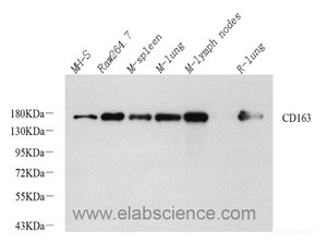 Western Blot analysis of various samples using CD163 Polyclonal Antibody at dilution of 1:1200.