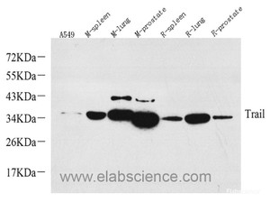 Western Blot analysis of various samples using TRAIL Polyclonal Antibody at dilution of 1:1000.