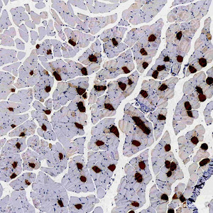 Immunohistochemistry analysis of paraffin-embedded Mouse muscle using MYL2 Polyclonal Antibody at dilution of 1:300.