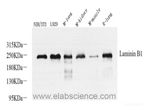 Western Blot analysis of various samples using Laminin beta1 Polyclonal Antibody at dilution of 1:800.