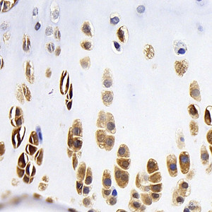 Immunohistochemistry analysis of paraffin-embedded rat bone using BMP2 Monoclonal Antibody at dilution of 1:400.