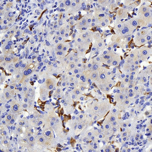 Immunohistochemistry analysis of paraffin-embedded human liver using Connexin-40 Polyclonal Antibody at dilution of 1:400.