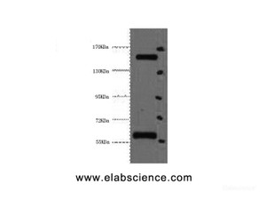 Western Blot analysis of Hela cells using CD45 Monoclonal Antibody at dilution of 1:2000.