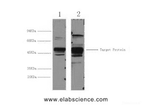 Western Blot analysis of 1) Hela, 2) 293T cells using XRCC4 Monoclonal Antibody at dilution of 1:3000.