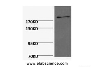 Western Blot analysis of Hela cells using FN1 Monoclonal Antibody at dilution of 1:2000.