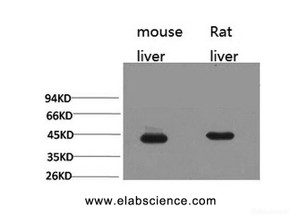 Western Blot analysis of 1) Mouse liver, 2) Rat liver with HAO1 Monoclonal Antibody.