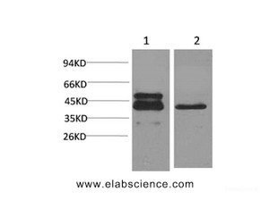 Western Blot analysis of 1) A431, 2) 3T3 cells with CREB1 Monoclonal Antibody