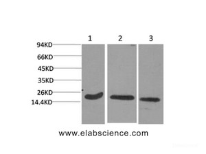 Western Blot analysis of 1) Hela, 2) 3T3, 3) Rat brain with Active CASP3 Monoclonal Antibody