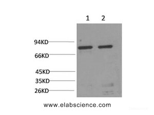 Western Blot analysis of 1) Hela, 2) Rat liver using HSPA5 Monoclonal Antibody at dilution of 1:2000.