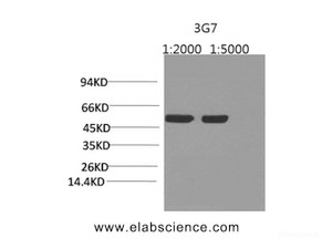 Western Blot analysis of Arabidopsis using Rubisco (Large Chain) Monoclonal Antibody at dilution of 1) 1:2000 2) 1:5000.