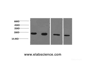 Western Blot analysis of 1) Jurkat, 2) 293T, 3) Rat liver, 4) 3T3 using PPIB Monoclonal Antibody at dilution of 1:2000.