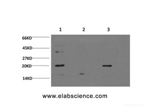 Western Blot analysis of 1) Hela, 2) C2C12, 3) PC-12 cells using Bax Monoclonal Antibody at dilution of 1:1000.
