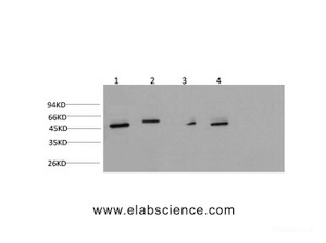 Western Blot analysis of Jurkat, Hela, Mouse brain, Rat brain using gamma Tubulin Monoclonal Antibody at dilution of 1:1000.