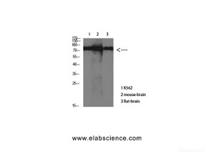 Western Blot analysis of various cells using Tau Polyclonal Antibody at dilution of 1:1000.