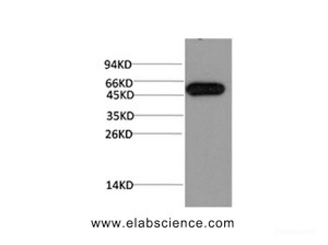 Western Blot analysis of Hela cells using ATG5 Monoclonal Antibody at dilution of 1:1000.