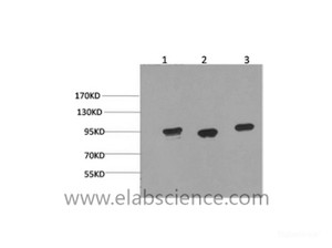 Western Blot analysis of 1) Hela, 2) Mouse brain, 3) Rat brain using HSP90 alpha Monoclonal Antibody at dilution of 1:2000.