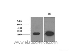 Western Blot analysis of 1) MCF-7, 2) 3T3 cells using Galectin 3 Monoclonal Antibody at dilution of 1:2000.