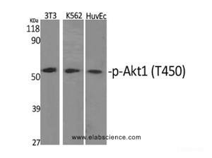 Western Blot analysis of various cells with Phospho-Akt1 (Thr450) Polyclonal Antibody at dilution of 1:1000