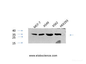 Western Blot analysis of various cells using Phospho-CREB1 (Ser133) Polyclonal Antibody at dilution of 1:1000