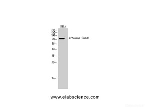 Western Blot analysis of Hela cells using Phospho-FOXO3 (Ser253) Polyclonal Antibody at dilution of 1:2000