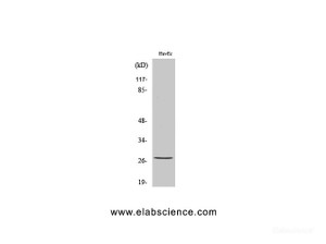 Western Blot analysis of HuvEc cells with Phospho-HSP27 (Ser82) Polyclonal Antibody at dilution of 1:1000