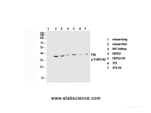 Western Blot analysis of various cells with Phospho-p38 (Thr180/Tyr182) Polyclonal Antibody at dilution of 1:1000