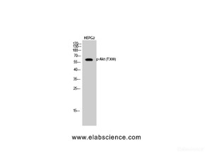 Western Blot analysis of HepG2 cells using Phospho-AKT1 (Thr308) Polyclonal Antibody at dilution of 1:1000