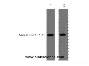 Western Blot analysis of 1ug VSV-G fusion protein using VSV-G-Tag Monoclonal Antibody at dilution of 1) 1:5000 2) 1:10000.