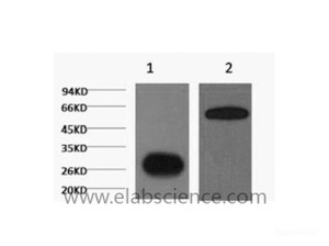 Western Blot analysis of 1) GFP Mock (control) , 2) GFP+ target protein using GFP Monoclonal Antibody at dilution of 1:5000.