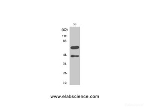 Western Blot analysis of 293 cells with Cleaved-CASP8 (D384) Polyclonal Antibody