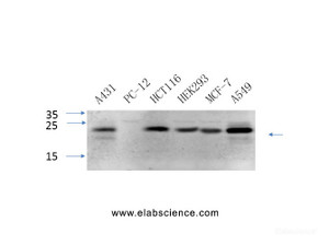 Western Blot analysis of various cells using CAV1 Polyclonal Antibody at dilution of 1:1000.